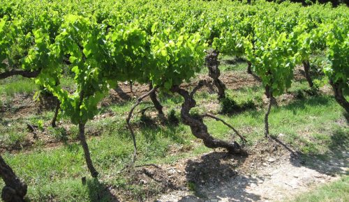 Agde – La Crouzette – Un établissement rural antique et son chemin de desserte bordé de tombes (IIe s. avant J.-C. et IIe siècle ap. J.-C.)